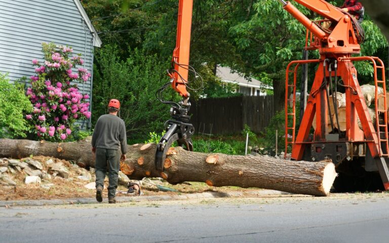 Tree Removal 101 When And Why Its Necessary Arborscape Tree Care 