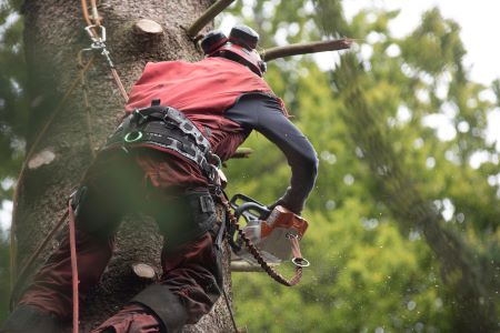 Tree Care Company In Portland