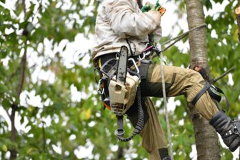 Tree Care In Portland